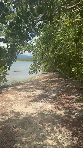 Un cayo en forma de algodón gigante | Tíratepr