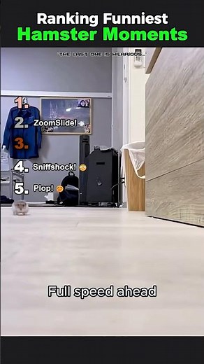 The Surprising Truth About Hamster Rankings Nobody Tells You