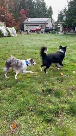 Today is National Border Collie day! #bordercollies: Highly intelligent, energetic, hardworking, and loyal. They are great at problem-solving and are often considered the smartest dog breed. They have high energy levels and require significant daily physical activity like running… #bordercollie #bordercolliesrock #bordercollieenergy #bordercollieofinstagram #bordercolliesofinstagram❤️ #bordercolliesofinstagram #bordercollielover #dogs | Kristen Bowler