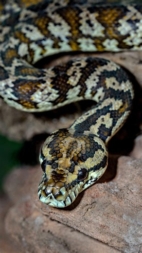 Why do these two snakes look like they’re about to slow-dance at prom instead of throw hands 😂 Coastal Carpet Pythons do this thing called combat dancing — it’s how males fight for territory and breeding rights. No biting, no lunging… just two eight-foot noodles locking up and trying to out-muscle each other. Break it up — or play music? 👀🐍 Video: Sunshine Coast Snake Catchers 24/7 | Field & Stream