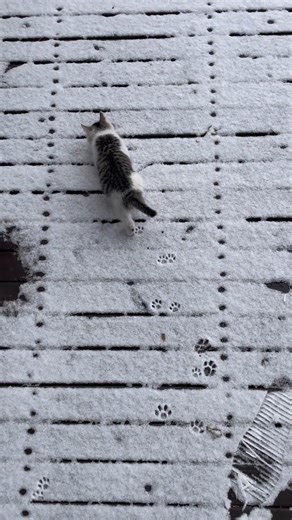 A netizen from Hebei, China shared a video of her adorable cat walking in the snow, leaving paw prints as if sketching plum blossoms. Check it out. #cat #socute #adorable #paintingoftheday #walking #pawprint #snowday #WildChina (Video courtesy of Douyin zy.19820525) | CGTN China24