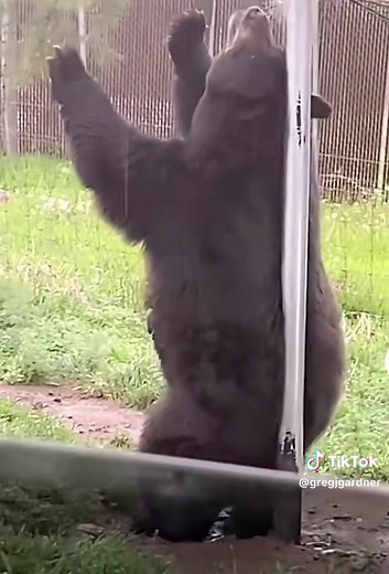 Dancing Bear Stripper Performances