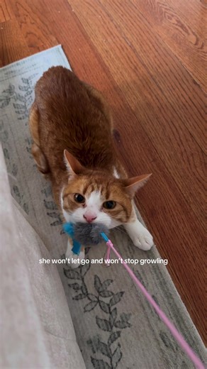Playtime Gone Wrong: The Orange Cat's Playful Antics