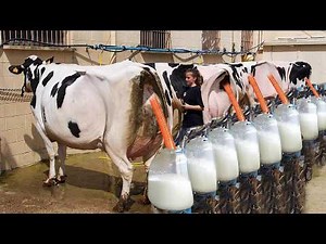What Really Happens On A Dairy Farm Every Day of Cow Farming? V.2