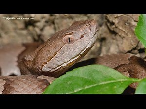 Venomous snake identification in South Carolina and how to get one removed