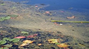 Health advisory issued for Fernan Lake over harmful algae blooms