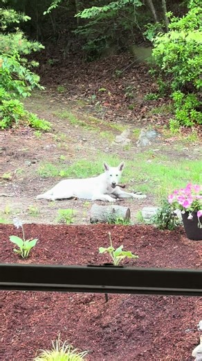 Updates on My Progress with a Rescue German Shepherd