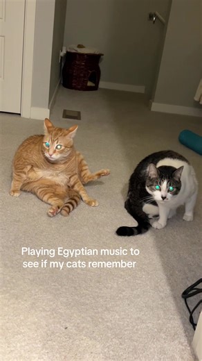 You think they got a flashback? #cattok #trend #fypシ | egyptian music