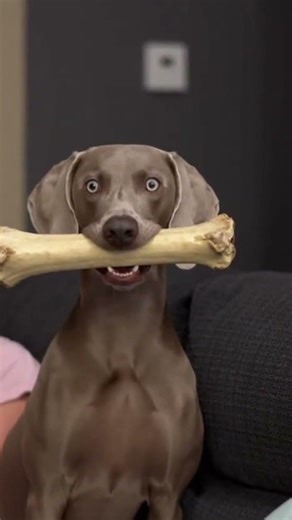 This Dog Wouldn’t Stop Staring… 😳 #viral #pets #dog
