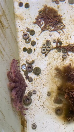 Spooky hour at SSL in the urchin graveyard 💀👻 Sunflower stars are keystone predators in kelp forest ecosystems, eating and scaring purple urchins and other grazers to keep kelp communities in balance. Larger juvenile sunflower stars at the lab often eat multiple urchins in a day, leaving behind a haunting trail of urchin tests (skeletons) and other shells in their tank #conservation #aquaculture #pycnopodia #sunflowerstar | Sunflower Star Laboratory