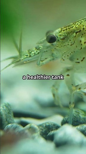 Amano Shrimp Facts #aquariums 🦐