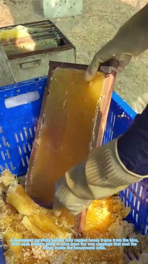 Satisfying Raw Honey Harvest: Cutting Comb & Extracting Golden Honey