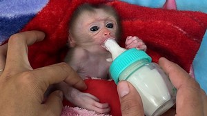 79K views · 2.5K reactions | How Clever Baby Tauch Learn Suck Drinking Milk With Bottle | Monkey Harry's Family | Facebook