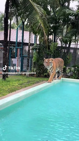 Tiger House: A Glimpse into the Life of Baby Tigers