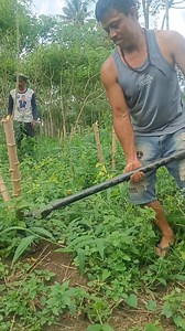 1.3M views · 14K reactions | Singkong super paling bagus. Satu akar 2 kg | Beni Ardi | Facebook