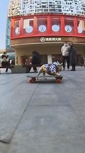 1M views · 1.6K reactions | A bulldog from Hubei is showing off its cool skateboarding skills on the street, drawing a crowd of passersby. | Real Time China | Facebook