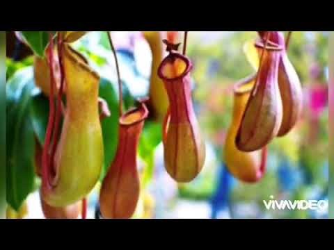 බාදුරා ශාකය /Badura plant sinhala