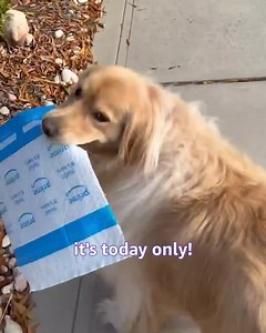 that's right @sirbrinkleypickles!!! it's may 2nd which means amazon pet day is happening RIGHT NOW! 🤩 save on Greenies, Hill's Science Diet, Bissell, PetHonesty and tons more of the best pet products today only | Amazon Pets