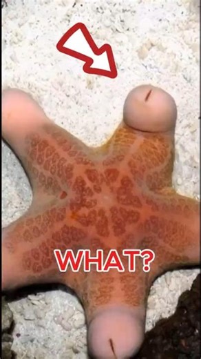 TOP 4 ANIMALS THAT LOOK TOTALLY FAKE BUT ARE REAL #viral #trending #shorts