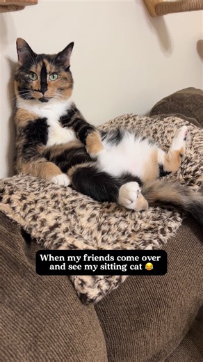 Snickers The Smiling Cat | Petinfluencer 🇺🇸 on Instagram: "Snickers just doesn’t understand how cute she is and my friends are so baffled 😂 #snickersthesmilingcat #catsthatsitlikehumans #mysittingcat"