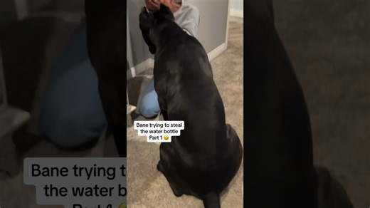 Dog can’t have water bottle tops after choking once before