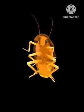 Rainbow Cockroach spinning to funkytown