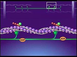 Breakdown of ATP and Cross Bridge Movement During Muscle Contraction