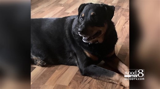 Odin, a 7-week-old rottweiler puppy, was gifted to an Ottawa County family a month after their dog, Chief, was killed while protecting them during a home invasion. https://www.woodtv.com/news/ottawa-county/puppy-brings-hope-to-ottawa-co-family-after-tragedy/ | WOOD TV8