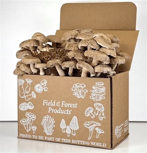 Field & Forest Products Mushroom Spawn on Instagram: "So really what does happen inside a Table Top Farm to make shiitake mushrooms grow? Disclaimer: it is not, in fact, elves. It’s rather a bit more science-y. But as a real disclaimer, this was obviously made with AI. (Tis the season of free trials). And honestly, AI blows us away, but in a scary way. While this video isn’t realistic, we’ve seen plenty that are. It does have a way to go with making mushrooms look realistic if you know your mush