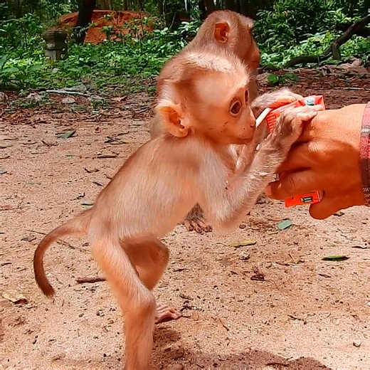 61K views · 1.1K reactions | Feeding extra milk to baby monkey | Monkey TV Daily | Facebook
