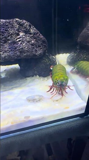 Watch Mantis Shrimp Eating and Broke Shell #mantisshrimp #aquarium #shorts