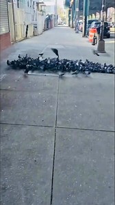 Rock pigeons feeding in Bangkok road #reelsvideoシ #racingpigeons #HolidaySafety | Medul's Pigeon