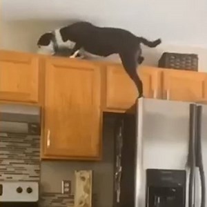 807K views · 29 reactions | Meet Mako, the adorable dog who jumps like a cat!⬆️ (via In The Know Good News) | Yahoo Lifestyle Australia | Facebook