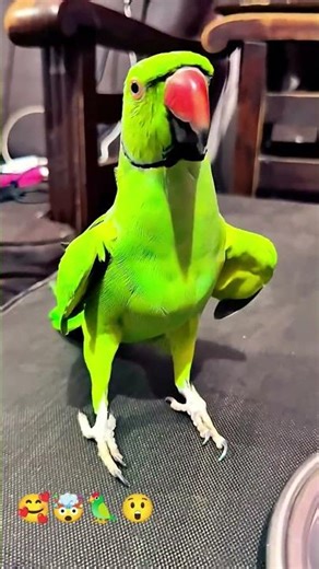 bittu re #bittu Mithu Parrot #mammysound #birds#parrotsounds #mithu