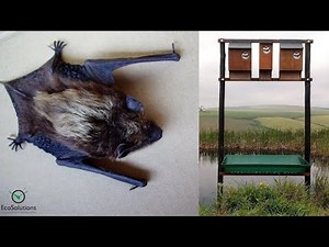 Bats emerging from Bat Boxes - Full Compilation