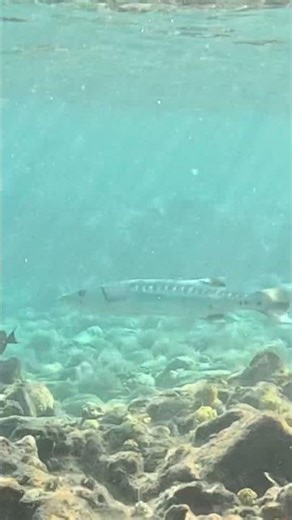 Massive Great Barracuda Cuts Through the Water 🐟🌊🔪