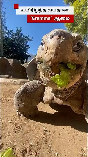 141 வயதில் உயிரிழந்த Gramma ஆமை 🐢
