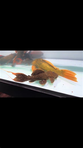 dòng pleco quốc dân nhiều ae thích là đây #lda105 #pleco #cacanh