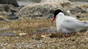67 reactions · 16 shares | The arctic tern is the longest range...