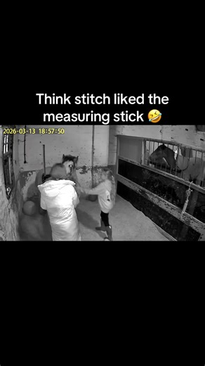 Measured stitch today. He’s just over 12.1hh (125cms). What age do pony’s stop growing? #pony #horse #equestrian #equine #fyp