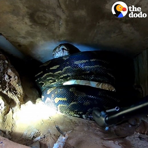 Crazy python rescue! | The Dodo