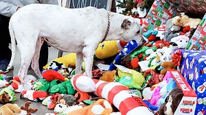 Local shelter dogs pick out Christmas gift as they wait for their forever home