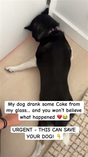 My dog drank some coke from my glass… you won’t believe what happened next 💔😱