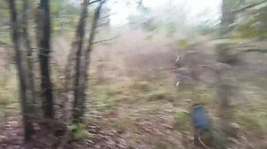 10/24/23. #1 if you look close can see the rabbit at first of video. | Circle P Beagles
