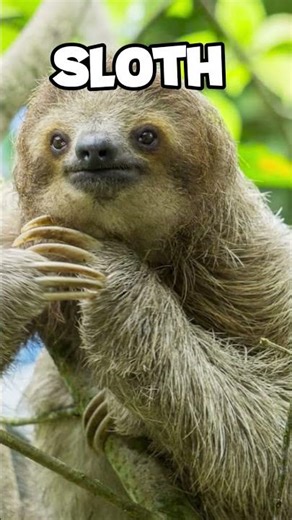 ANIMALS THAT GET SCARY WHEN THEY'RE WET #shorts #youtube #youtubeshorts #shortseua