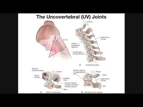 The Uncovertebral (UV) Joints of the Cervical Spine