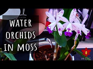 The science behind How I Water Orchids potted in Sphagnum Moss (Seminar)