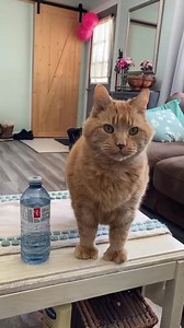 Those cheeks…Those eyes… 😭 #missyou #pinch #cheeks #h2o #memories #payattention #cat | Reznor The Cat