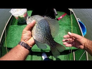 Catching Summer Crappie With Live Shad