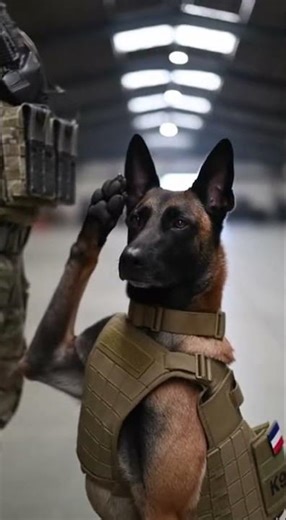 mYou won't believe how this dog salutes his handler #army #dogcoach #germanshepherd